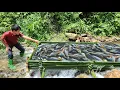 Download Lagu The talented boy used bamboo to create a trap to catch fish in a natural stream. | Wandering boy