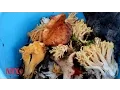 Los hongos en Mexico un conocimiento heredado