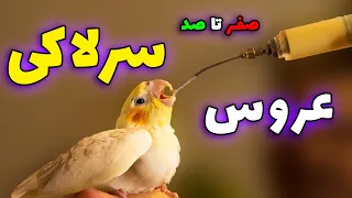 سرلاک دادن به جوجه عروس هلندی  نکات حیاتی   معرفی سرلاک                                        دندنها