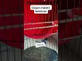 Download Lagu Sogon materi kekinian#Sogon #sogongacor #sogonmateri #sogonmania #sogonprestasi #bird #burung#shorts