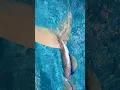 Download Lagu Real Mermaid effect longfish tail silicone