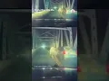 Man fleeing from police jumps off bridge