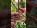 white mulberry plant after a prune