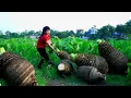 Download Lagu How To Harvest Taro, Sell Them At The Market And Cook Them | Tieu Vy Free Bushcraft