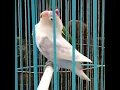 Download Lagu Suara Lovebird Ngekek | Pancingan Burung Lovebird