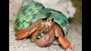 polvo vs caranguejo ermit o a vez da presa