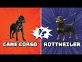 Cane Corso vs Rottweiler Real Bite Force Test