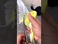 Download Lagu let birds be birds