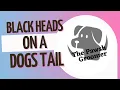 Blackheads on dogs tail