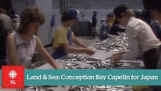 Land Sea Conception Bay Capelin for Japan