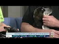 Adoptable pets at Auburn Valley Humane Society