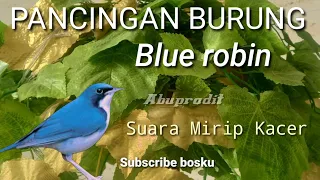 Download Masteran burung sunda blue robin Agar Gacor /Terapi burung sunda blue robin MP3