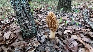 Morel Mushroom Hunting Most Productive Hunt of the Oklahoma Season