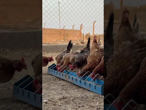 علف الدجاج في المزرعة! 🐔🌾