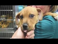 Twin Falls Animal Shelter June 2017