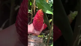 شما قطعا  قبلا  این گیاه را خورده اید دندنها