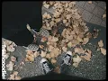 eaup & hz - you're not lost - Chillhop Music, Sad Lofi Nights & Sleepy Lofi Vibes