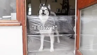Husky Will Huff & Puff & Blow Your Wall Down!