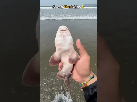 Shark was dying in the net… but I didn’t give up 🥺