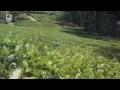 Nitrogen Fixation - Seven Wonders of the Microbe World