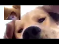 Dog and Hamster FaceTime