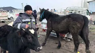 КУРШАБ МАЛ БАЗАРЫ РЕАЛДУУ БААЛАР 🤯#horse