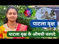 Download Lagu पाटला वृक्ष के औषधी फायदे | Medicinal benefits of Patla tree