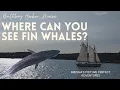 WHERE CAN YOU SEE FIN WHALES Whale Watching in Maine Boothbay Harbor