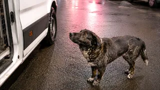 This Friendly Stray Dog Didn't Want Us to Leave Without Her