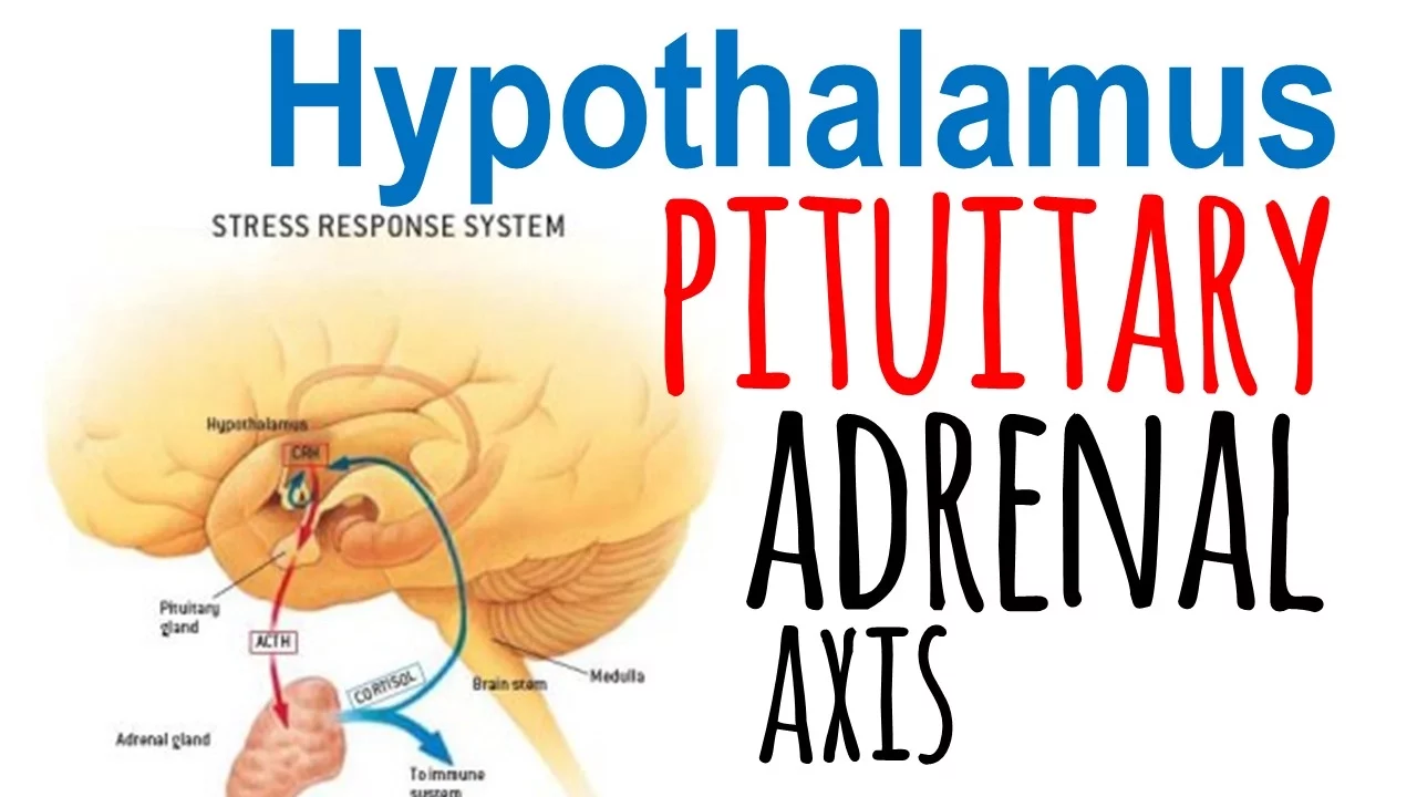 Hypothalamic pituitary adrenal axis (HPA axis)