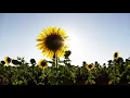 Post Malone Swae Lee Sunflower Piano Cello Cover - Peaceful Beautiful Relaxing Music