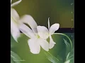 ひとりごと - Omoinotake