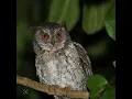 Download Lagu Suara Burung Hantu Gacor//memecah heningnya malam