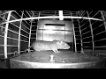 Uhlik Repeater Rat Trap