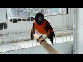 Download Lagu Pintassilgo da venezuela cantando muito - Suara Burung Red siskin 2021 HD