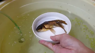 金魚が次々と病気になっていく
