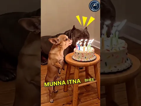 This Little doggy Could not put out the candles | But his father can 😱🫡 #respect #shorts #ytshorts