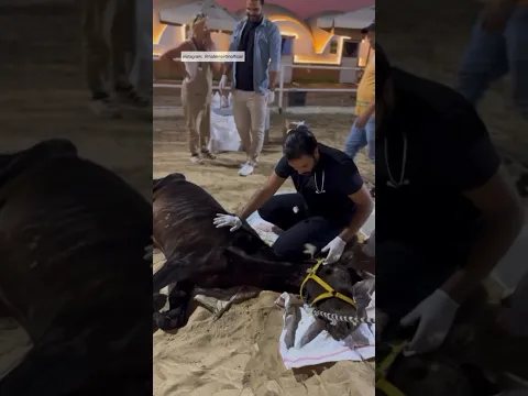 الجزء الاول من حدثت معجزة ربنا مع الحصان وراق؟ تعالوا نشوف #٦٠شو_مع_الدكتور_حاتم_ستين
