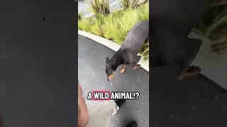 #Fyp #dream #pets #doberman