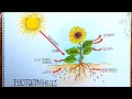 Photosynthesis Diagram Drawing Process of photosynthesis Diagram drawing step by step