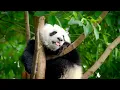 Beautiful Relaxing Music - Soothing Piano Music & Guitar Music with Birds Chirping