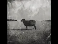 Black Sheep - Ben Fuller