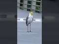 Download Lagu Masked Lapwing at Seletar Park Connector