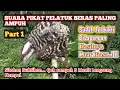 Download Lagu Suara Pikat Burung Pelatuk Beras, Suara Pikat Pelatuk Sampit Paling Ampuh