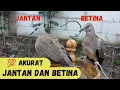Download Lagu Membedakan Tekukur Jantan Dan Betina, berikut ciri ciri derkuku jantan dan betina