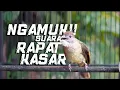 Download Lagu Masteran Kapas Tembak Hari Ini Ngamuk! Suara Makin Rapet \u0026 Kasar!