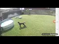Ferruginous Hawk trying to grab dog