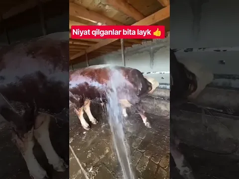 BULLS #farm #farming #animals #geremfort #anggus #avlikol #semental #galishteyin #cow #bull #bmw