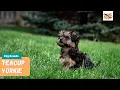 Teacup Yorkie A Pet Parent s Guide to The Smallest Dog