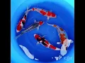 Download Lagu Japan Koi - Koda - Mix - Sansai - Female - +-55cm - Show Koi - Koi-Area